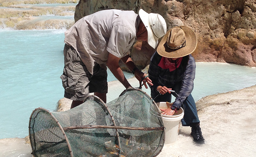 Fish work on the Little Colorado River