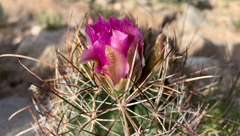 Small-flowered fishhook cactus