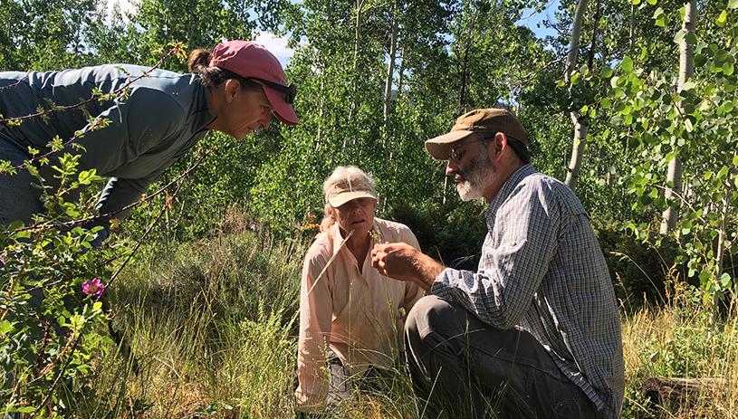 Weeding at the Pando clone