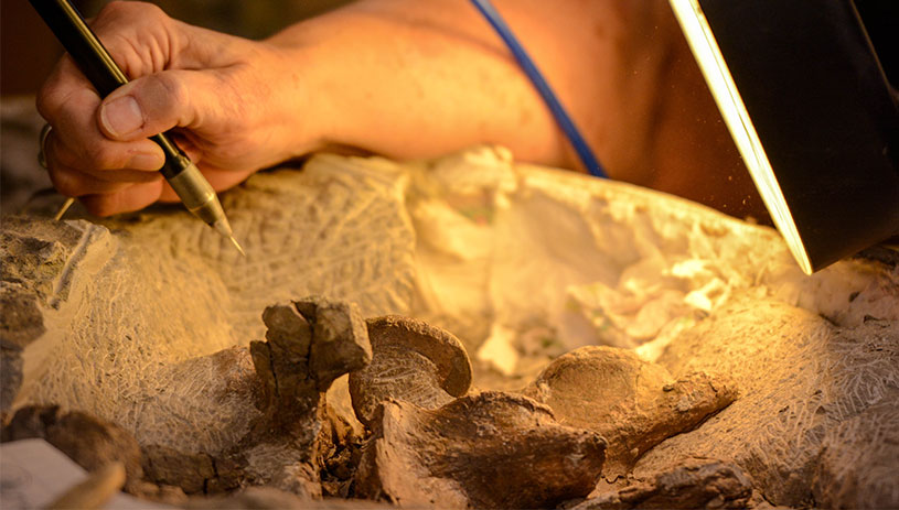 Uncovering a dinosaur bone.