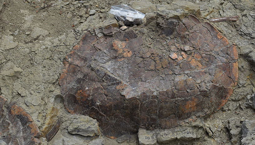 A turtle shell fossil is uncovered. 