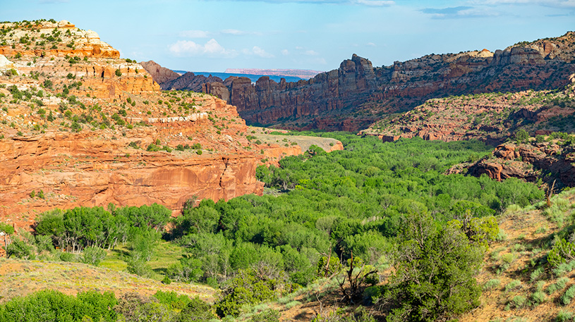 Escalante canyons lush with vegetation