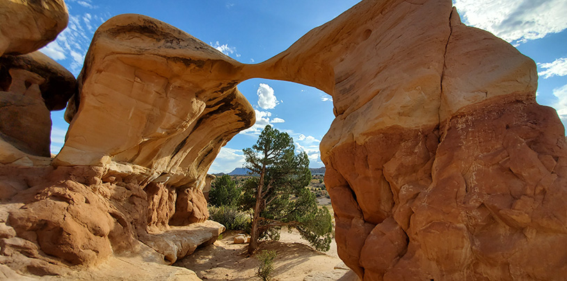 Pinyon in Grand Staircase