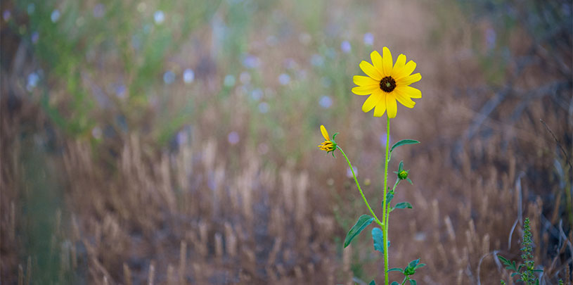 A wildflower in Grand Staircase-Escalante