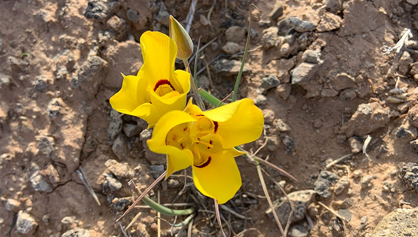 Golden mariposa lily