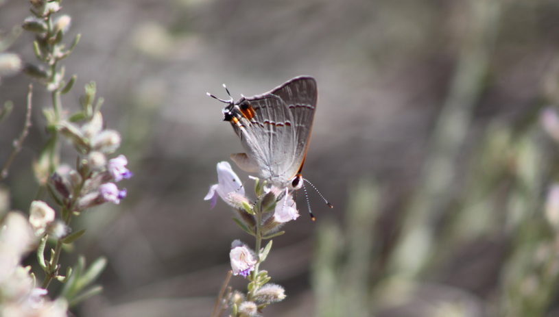 Gray hairstreak butterfly on a frosted mint flower in Big Bowns Bench. Photo by Thomas Meinzen