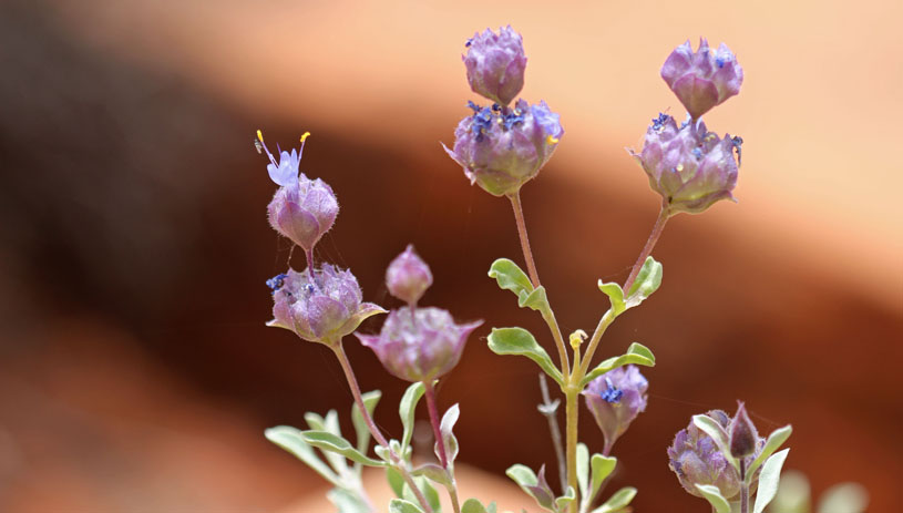 Grayball sage, purple sage, photo by Andrey_Zharkikh