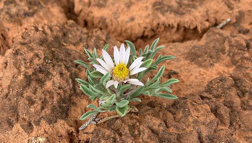 Hoary townsend daisy