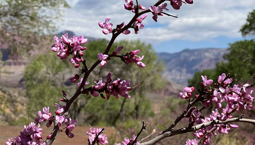 Western redbud