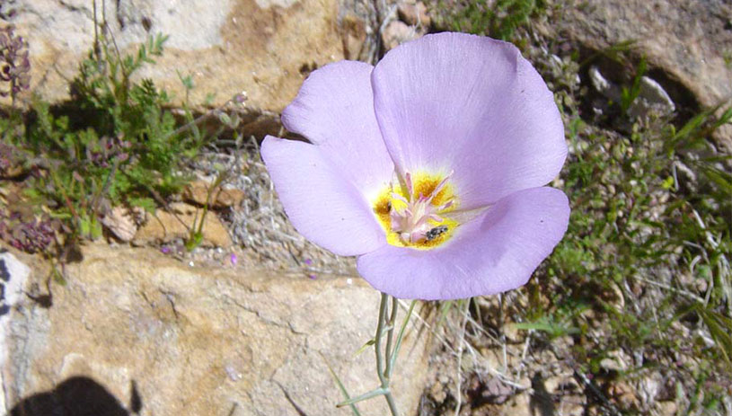 Winding mariposa lily