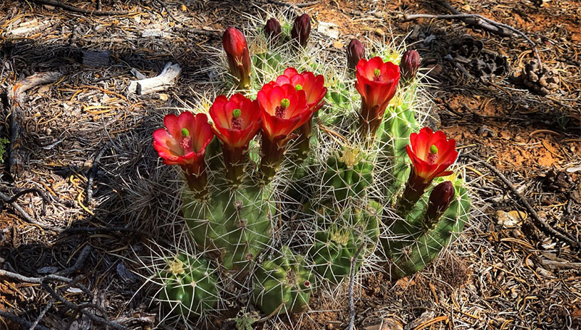 Claret cup cactus
