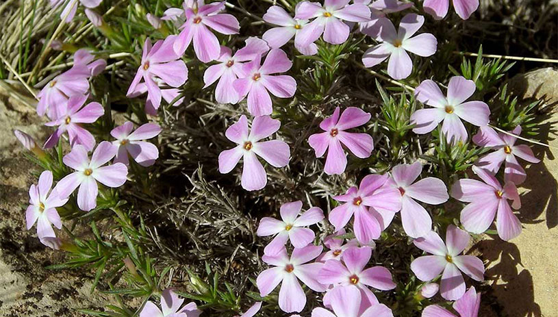 Desert phlox