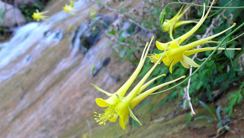 Golden columbine