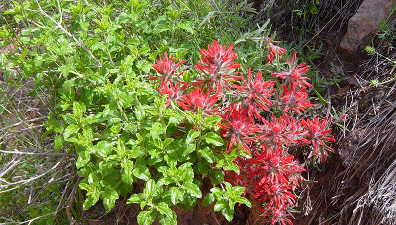 Narrow-leaved paintbrush
