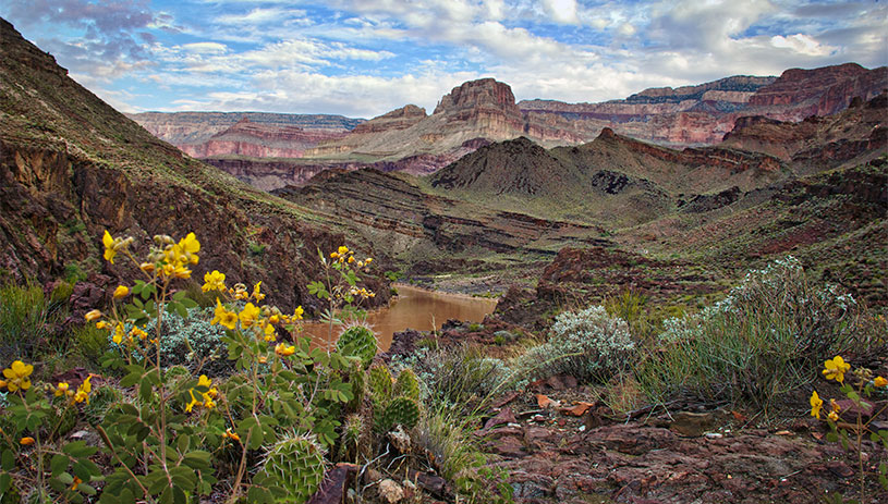 Flowering plants in the Grand Canyon