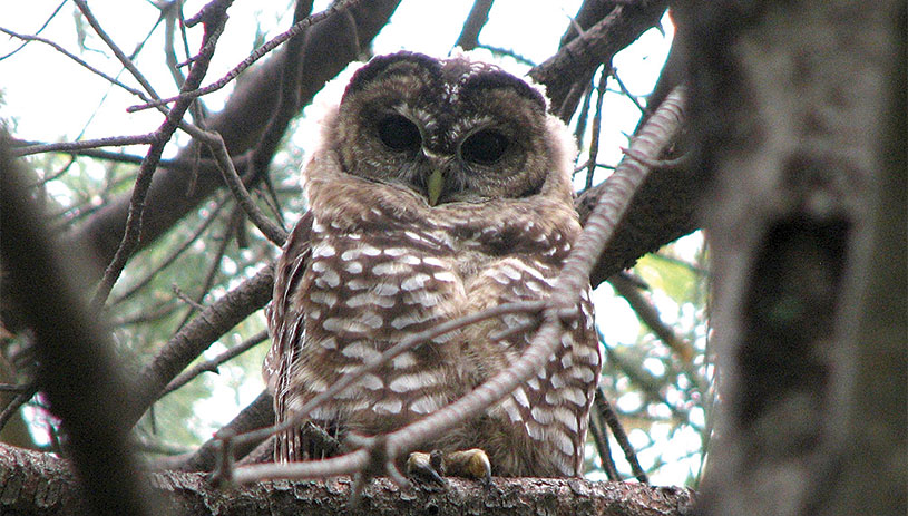 Mexican spotted owl