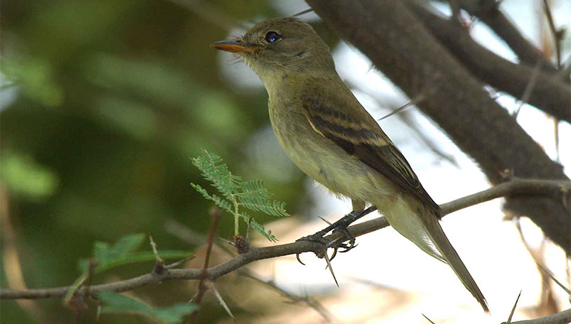 Southwestern willow flycatcher. 