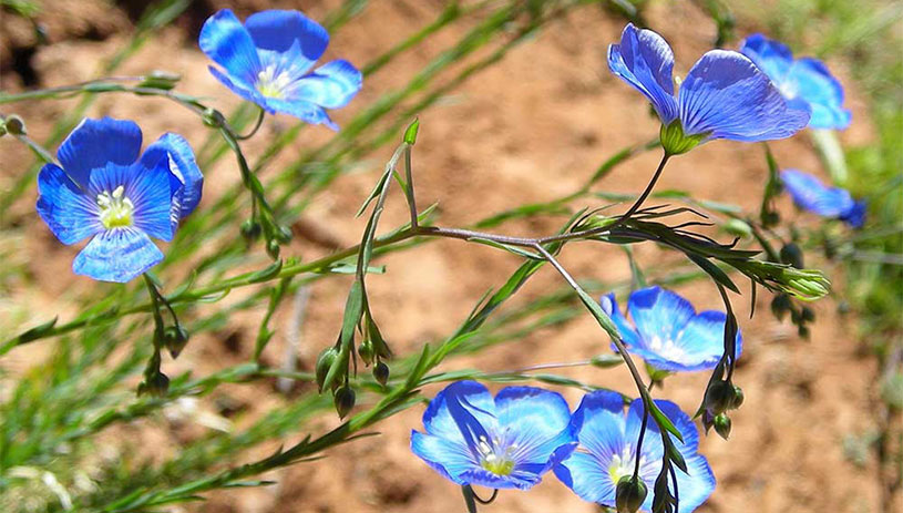Blue flax