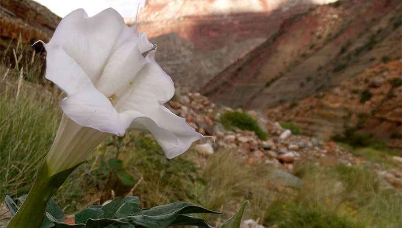 Sacred datura