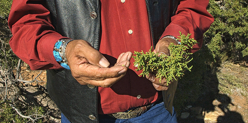 Indigenous uses of juniper