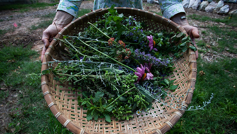 Garden harvest