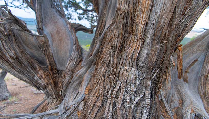 Shaggy bark of a very old juniper tree