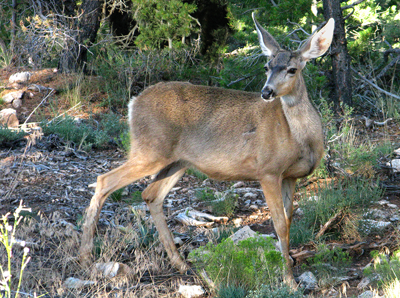 Mule Deer