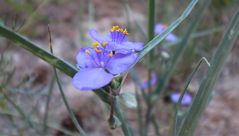 Prairie spiderwort