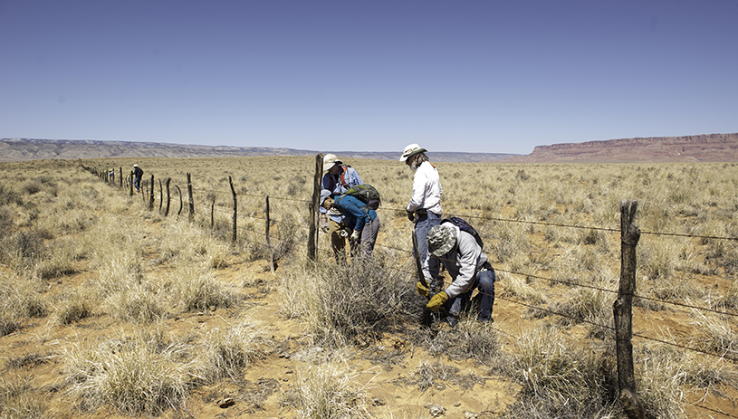 Volunteers modify fences for pronghorn