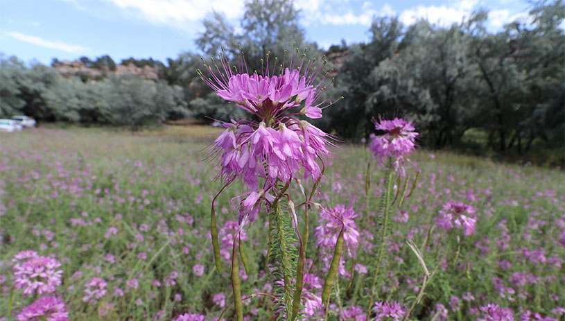 Rocky Mountain beeplant