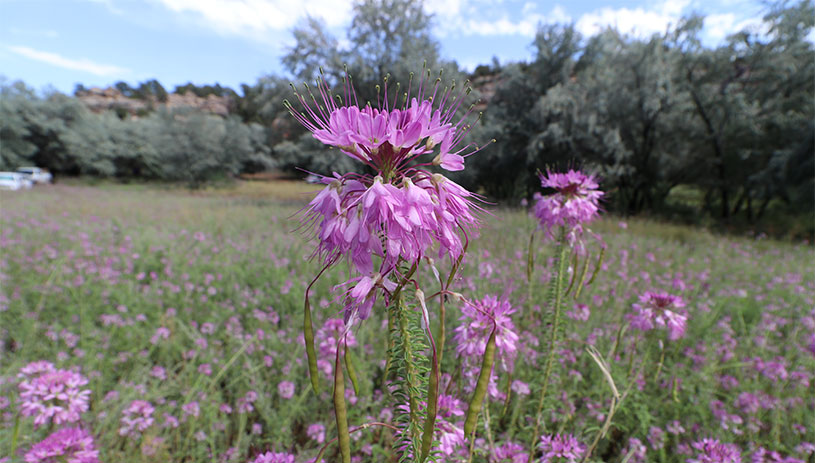 Rocky Mountain beeplant