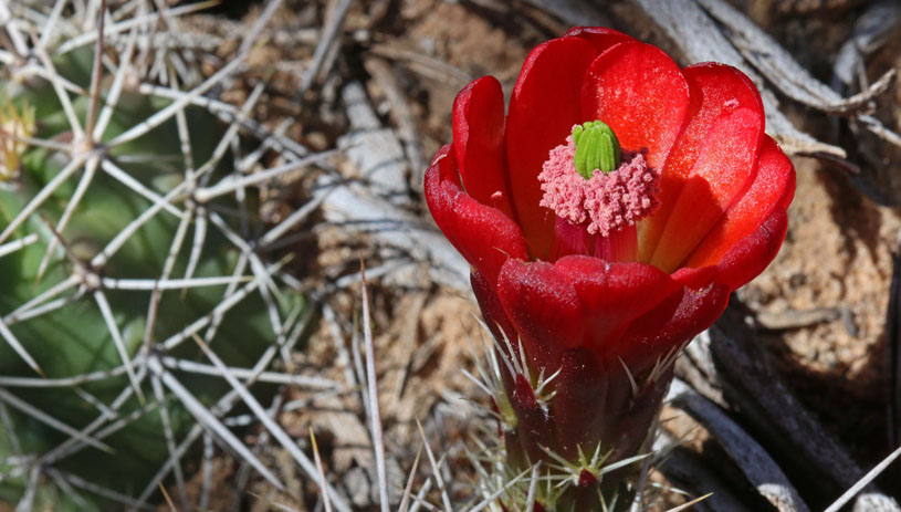 Scarlet hedgehog cactus