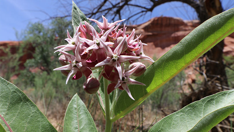 Showy milkweed