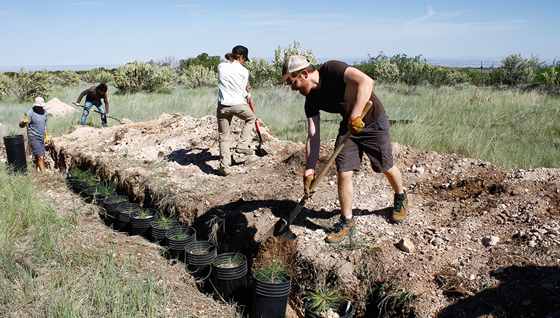 Planting ponderosa