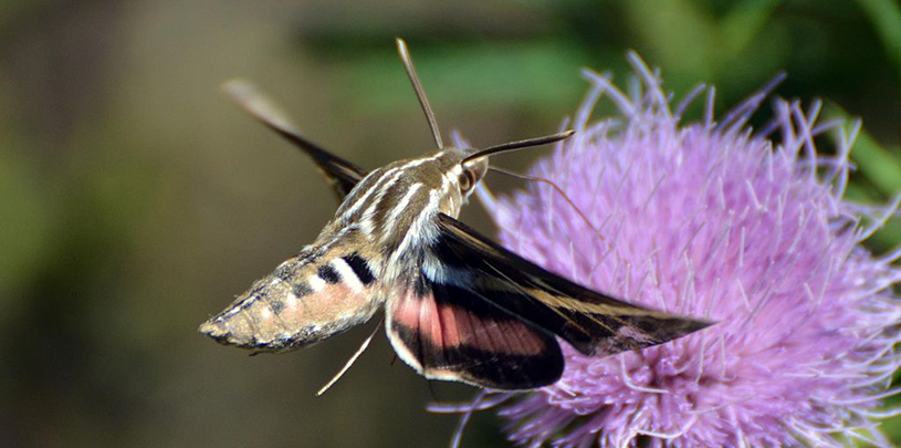 White lined sphinx moth