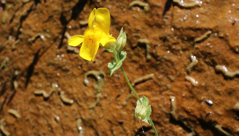 Monkey flower