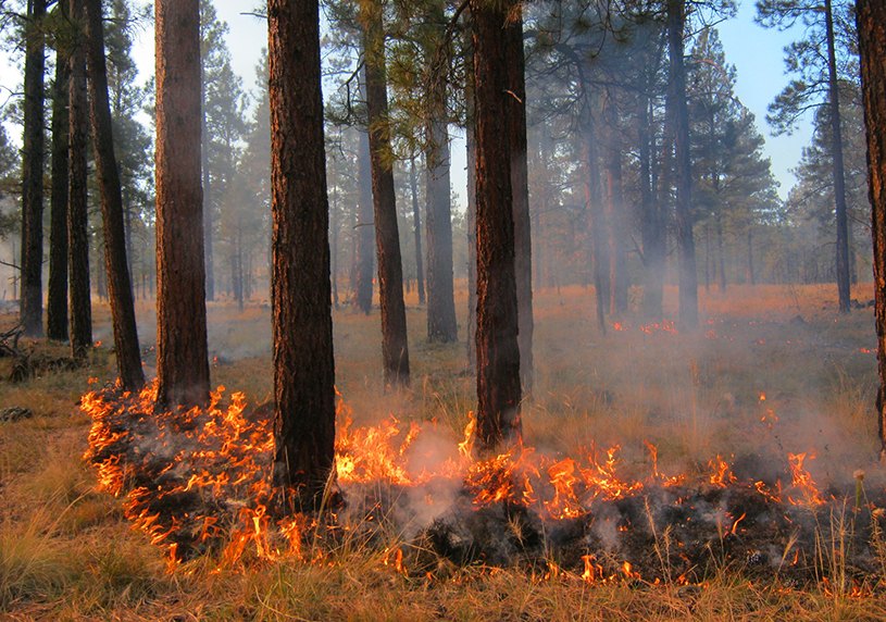 Controlled burn in progress