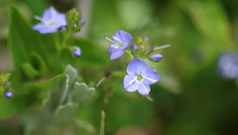 American speedwell photo by Andrey Zharkikh