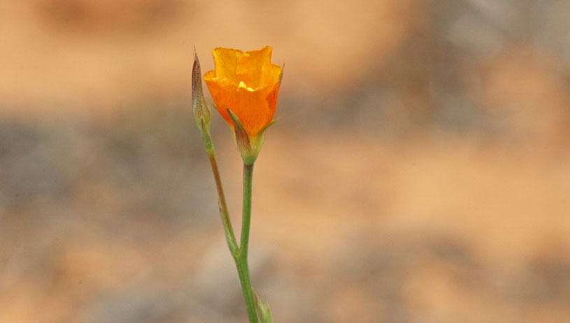 Bristle flax photo by Andrey Zharkikh