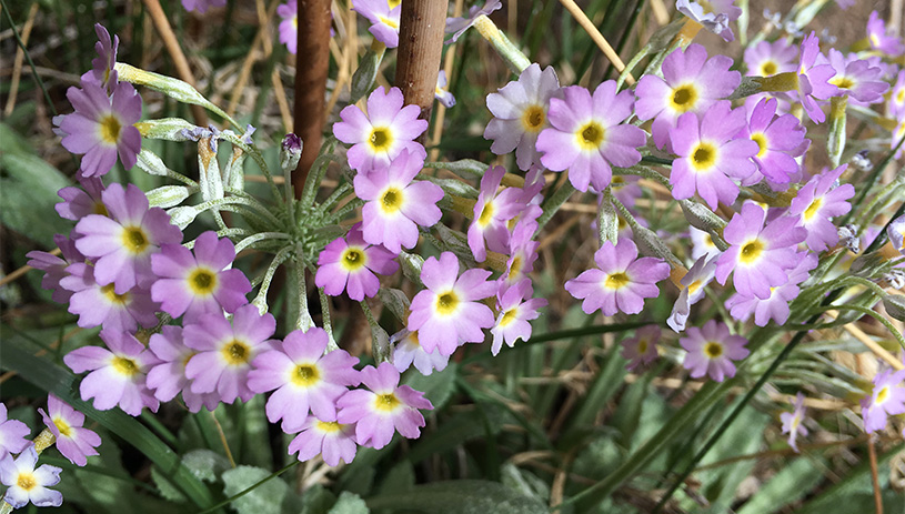 A rare cave primrose by a spring