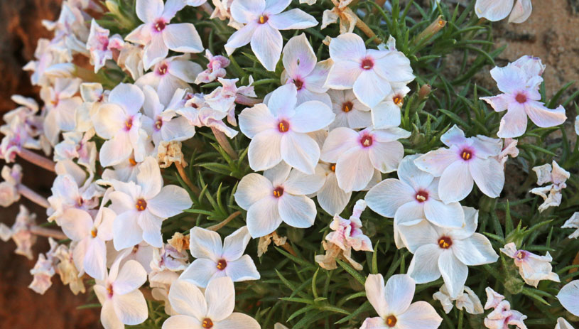 Desert mountain phlox Andrey Zharkikh.