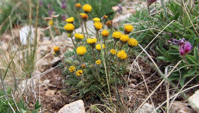 Erigeron mancus, La Sal daisy. Marc_Coles-Ritchie