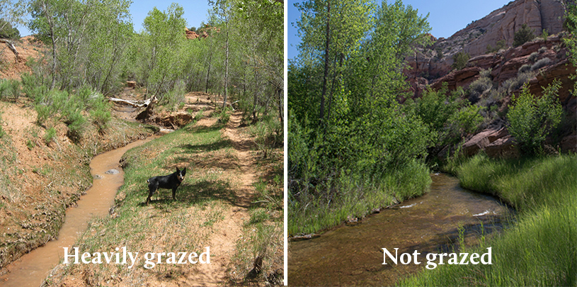 Grazed vs. ungrazed lands