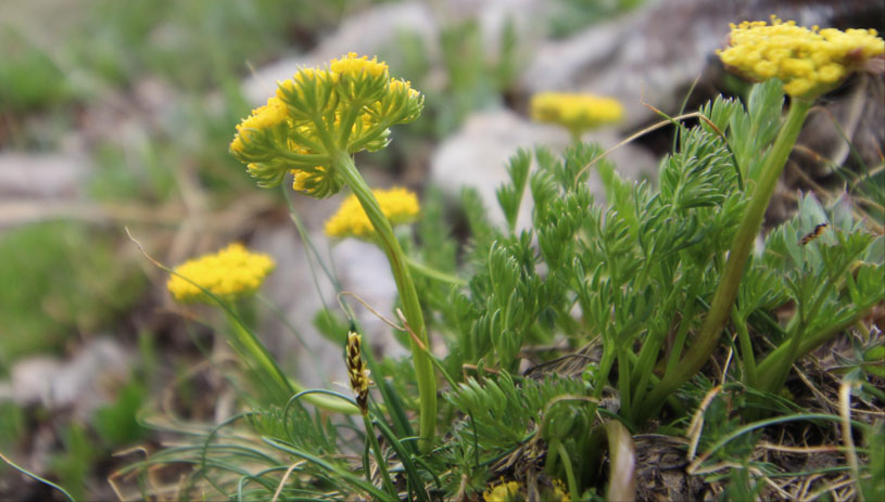 Oreoxis bakeri Bakers alpine parsley Marc Coles-Ritchie