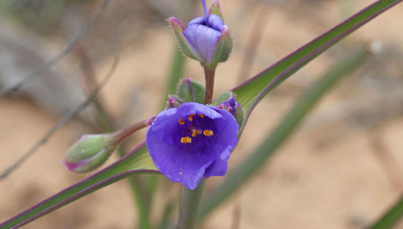 Prairie spiderwort Andrey Zharkikh