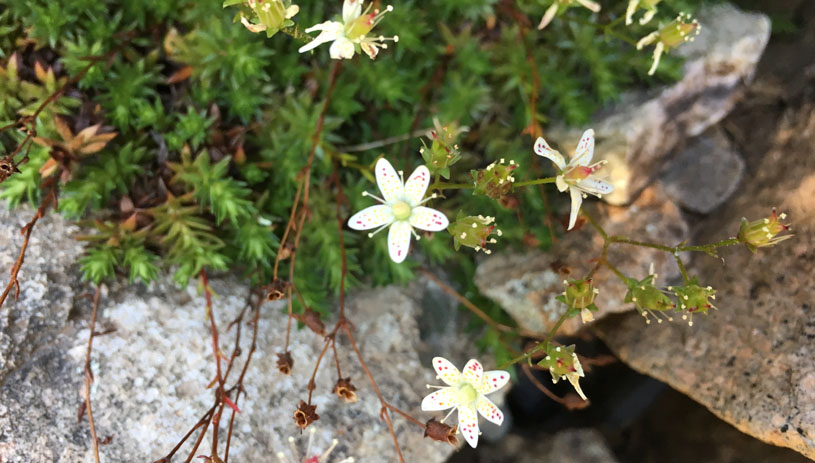 Saxifraga bronchialis, spotted saxifrage. Marc Coles-Ritchie