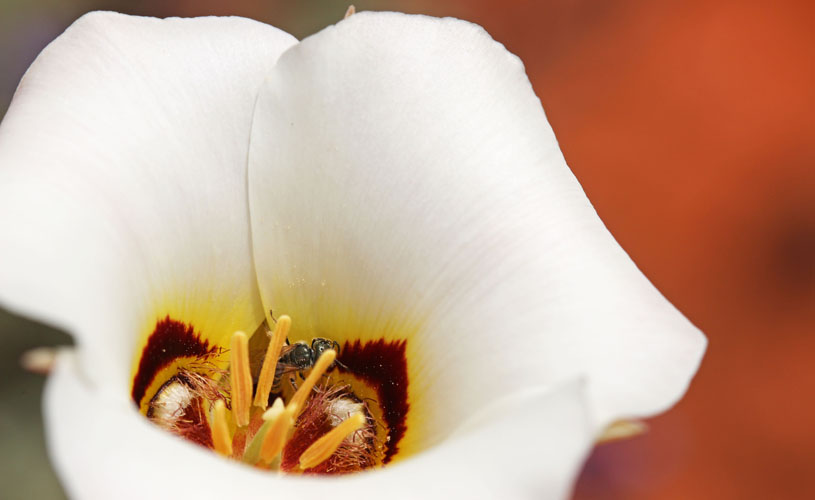 Sego Lily photo by Andrey Zharkikh