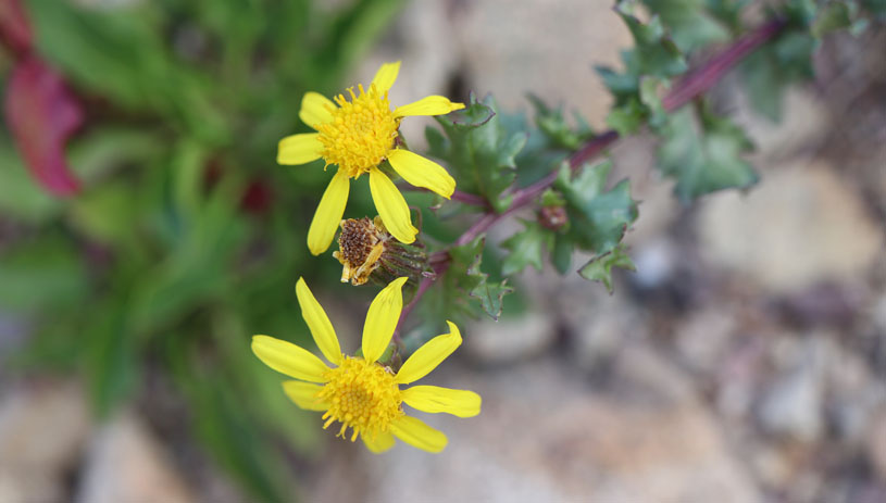 Senecio fremontii, dwarf mountain ragwort Marc Coles-Ritchie