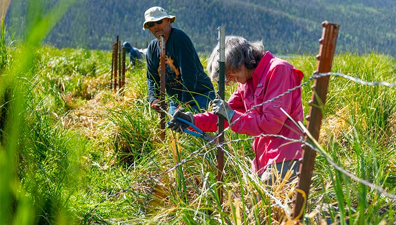 Volunteers build a fence to protect new aspen shoots.