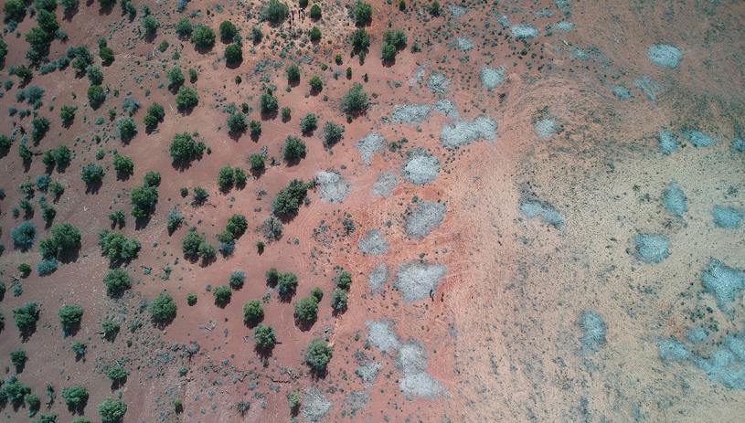 A "treated" area, beside intact pinyon and juniper inside Grand Staircase-Escalante National Monument. TIM PETERSON